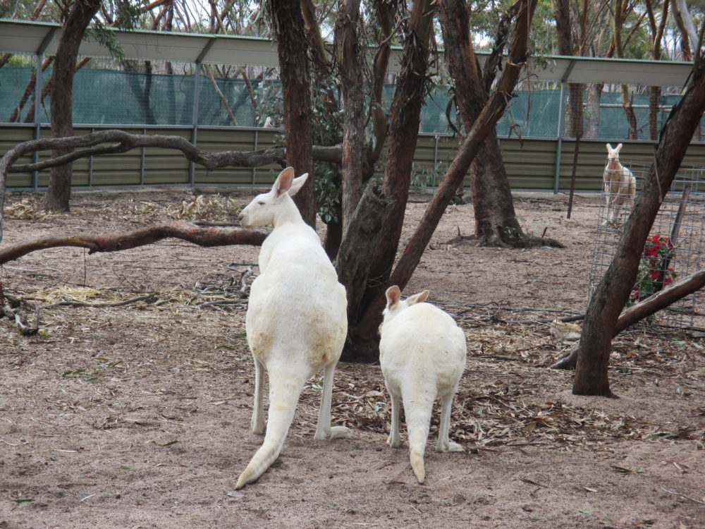 White Kangaroos Australia