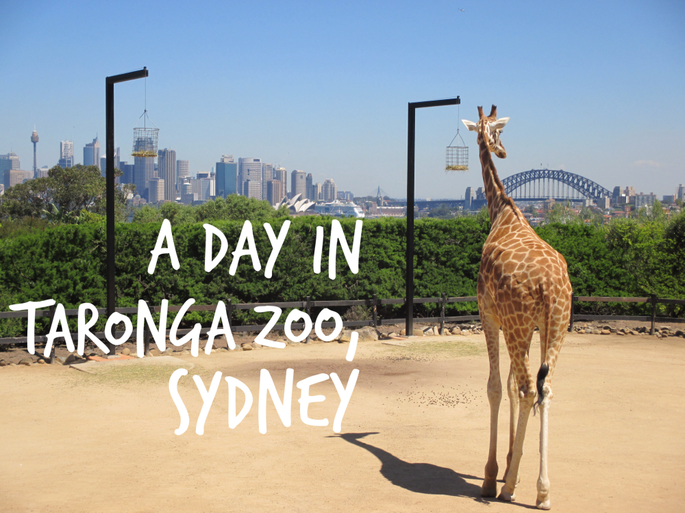taronga zoo sydney tour