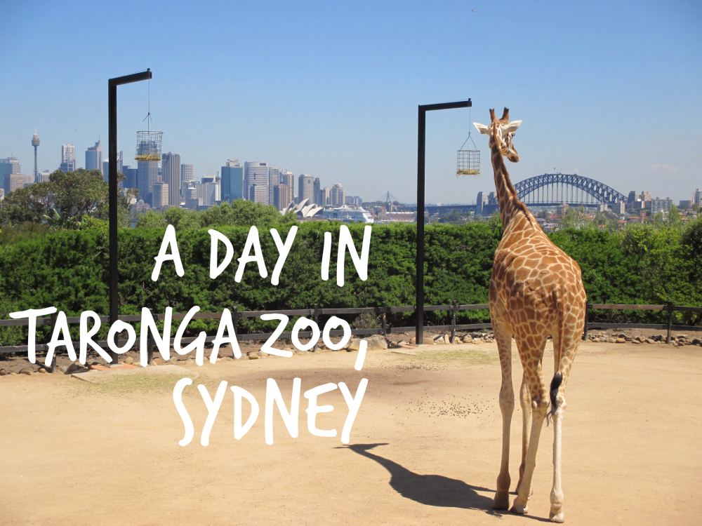 sanctuary tour taronga zoo