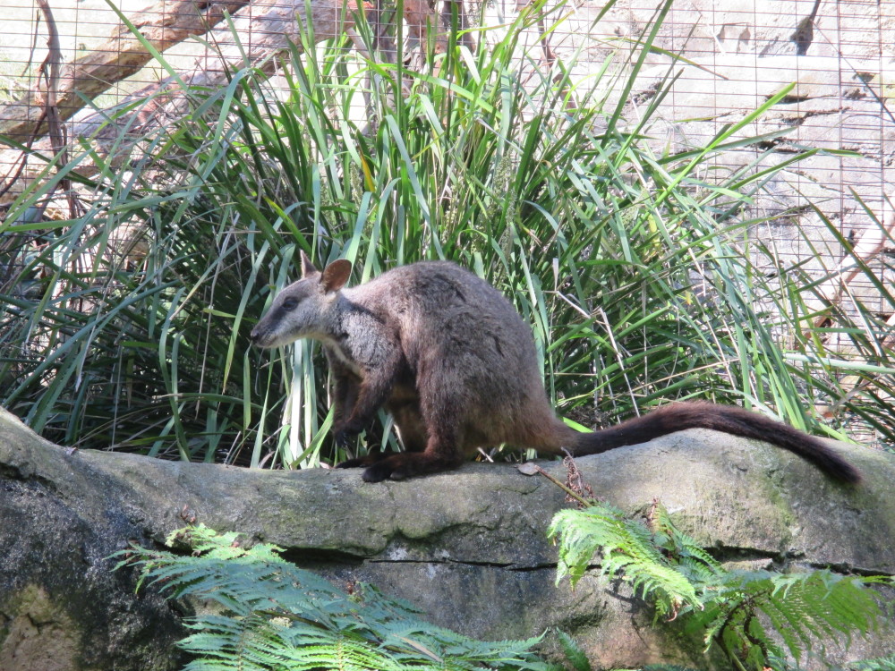 Taronga19