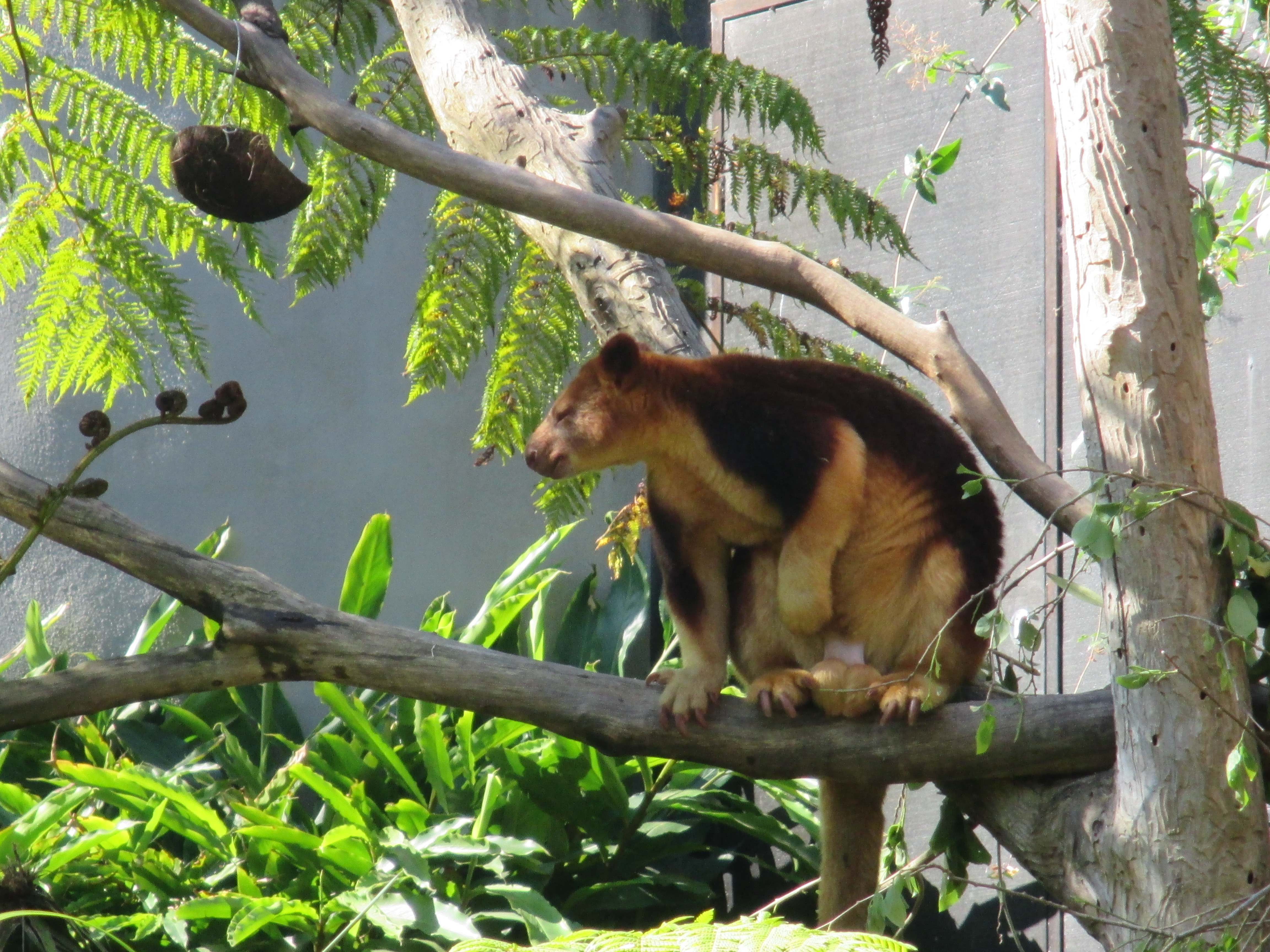 Taronga20