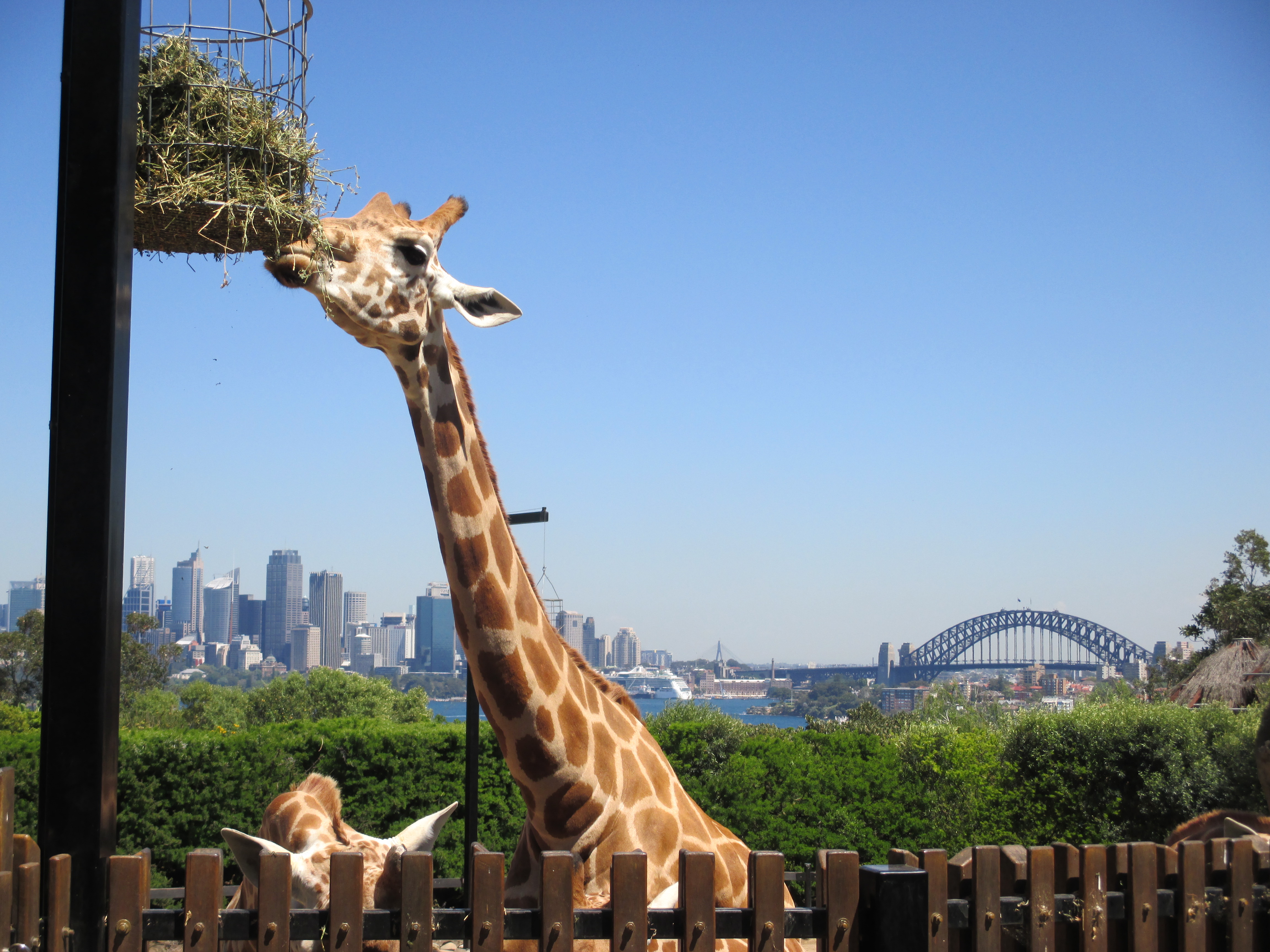 Taronga3