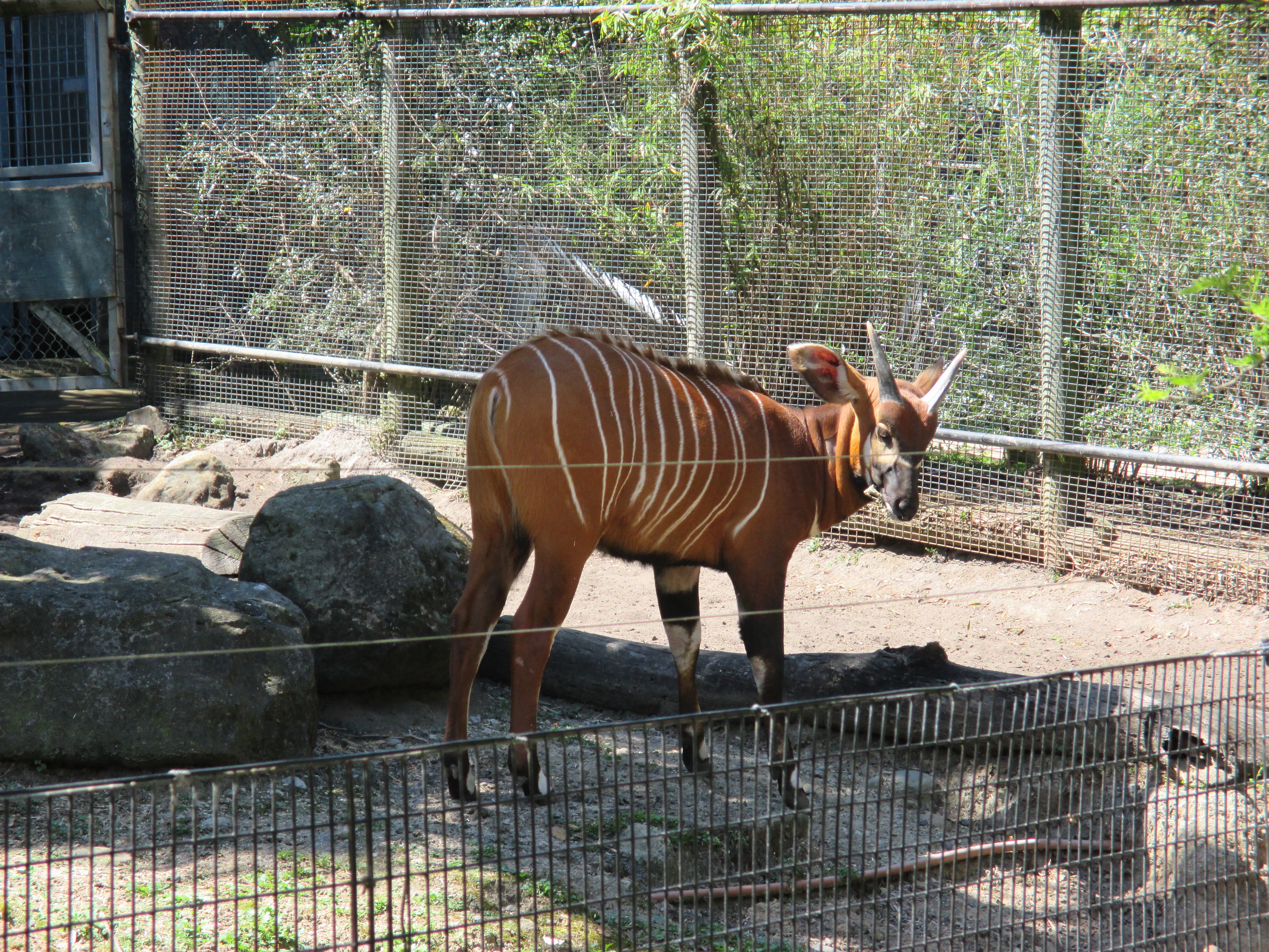 Taronga7