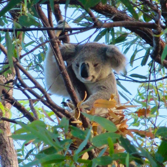 koala