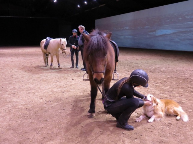 icelandic horses