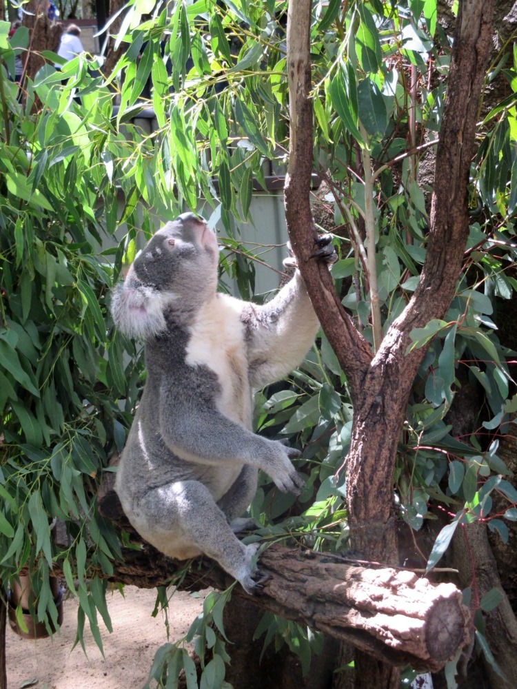 koala13