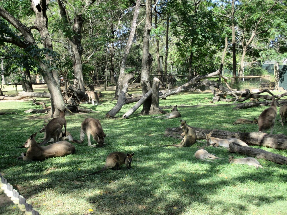 Lone Pine Koala Sanctuary