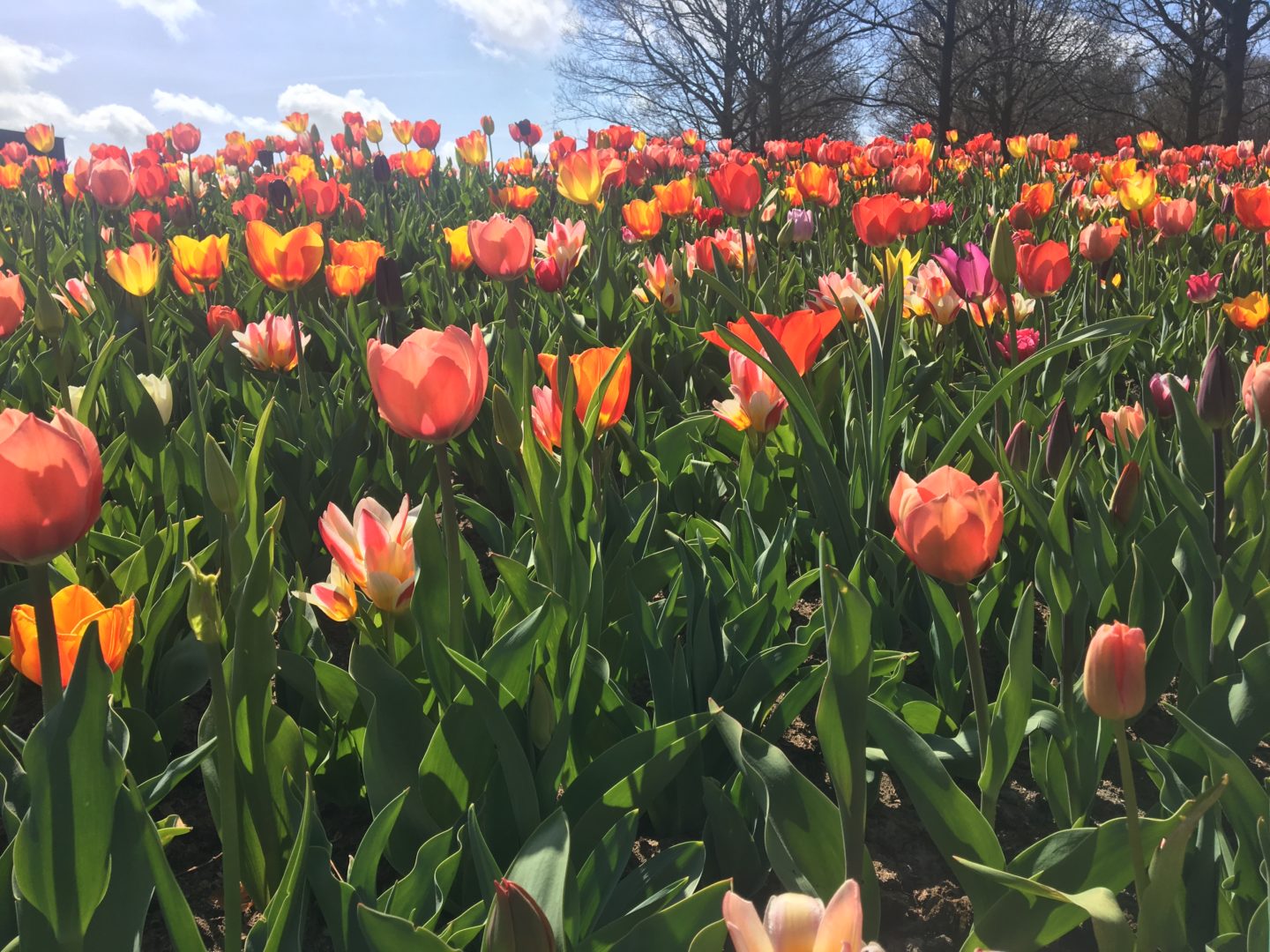 Keukenhof